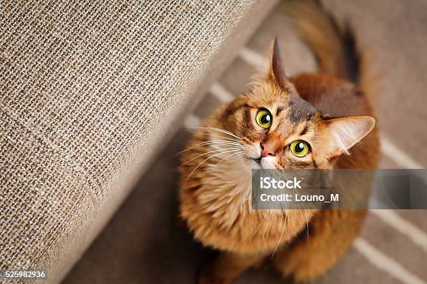 Somali Cat Looking Up Stock Photo - Download Image Now - Domestic Cat, Cute, Veterinarian