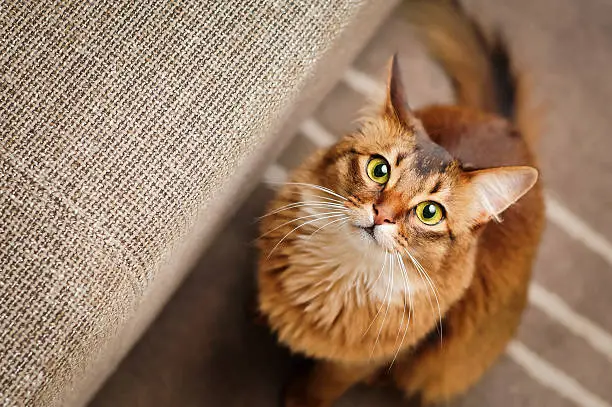 Photo of Somali Cat Looking Up