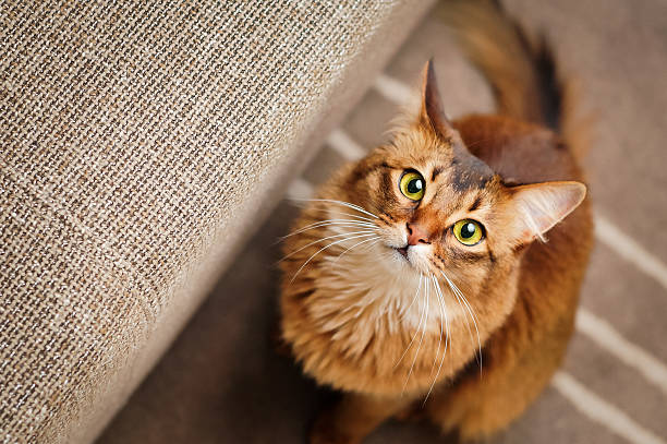 แมวโซมาเลียมองขึ้น - purebred cat ภาพสต็อก ภาพถ่ายและรูปภาพปลอดค่าลิขสิทธิ์