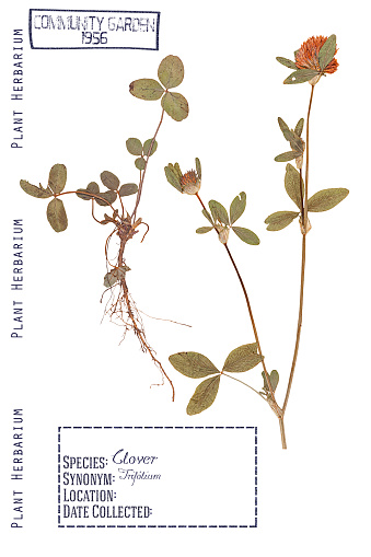 Herbarium of pressed parts of the plant clover. Stem, leaves, roots and flowers isolated on white