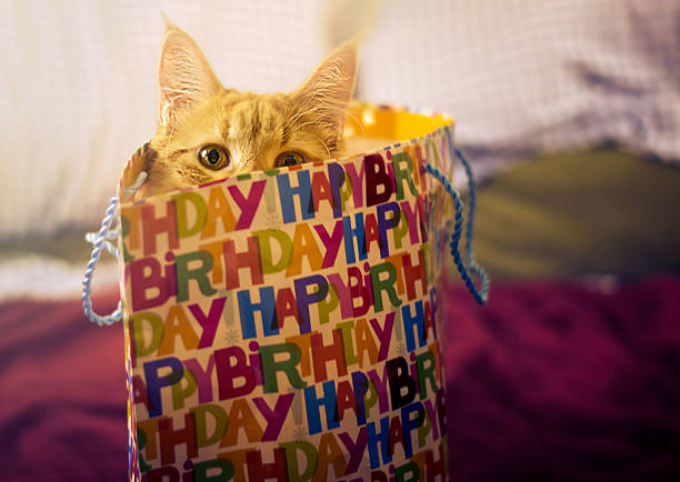 This is a cat peaking from inside a birthday bag.
