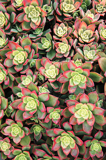 istock Succulent Hens Chicks Garden Flowers 525986450