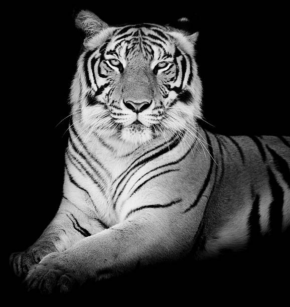 istock Tiger, portrait of a bengal tiger. 525988101