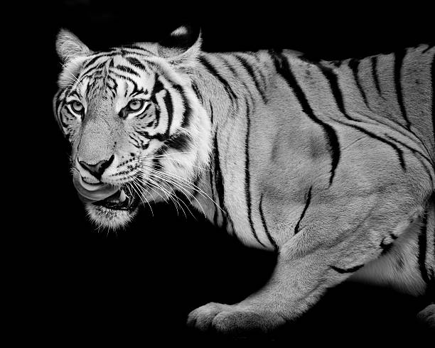 istock Tiger, portrait of a bengal tiger. 525988103