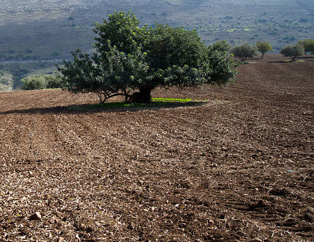 A large carob tree in a field of plowed dirt, Sicily, Italy. Copy space in the dirt.