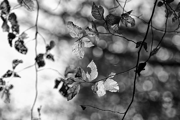 istock Leaves in autumn, black and white 525989595