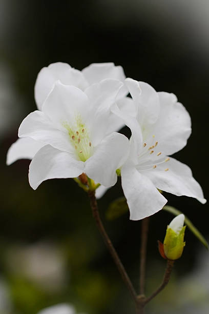 hermosa naturaleza ramo de flores blancas - scented asia asian culture bunch fotografías e imágenes de stock