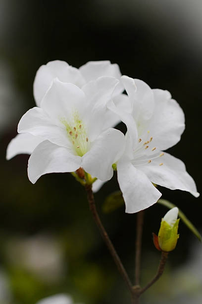piękny charakter biały bukiet kwiatów - scented asia asian culture bunch zdjęcia i obrazy z banku zdjęć