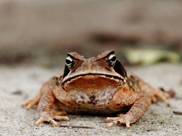 istock Closeup image of a frog looking at the camera 525989827
