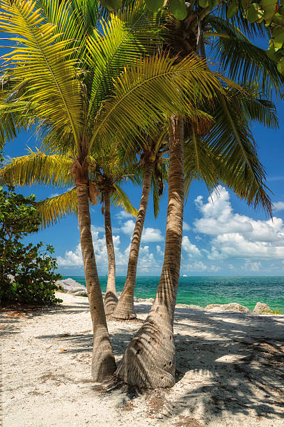 istock Beach with coconut palm trees on the island. 525989951