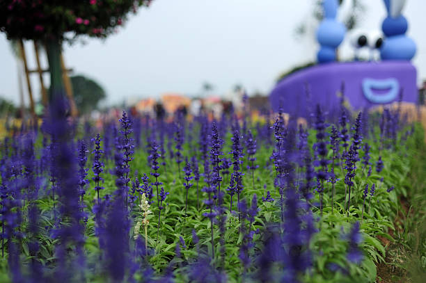 istock Lavender Plants in Taiwan 525990045