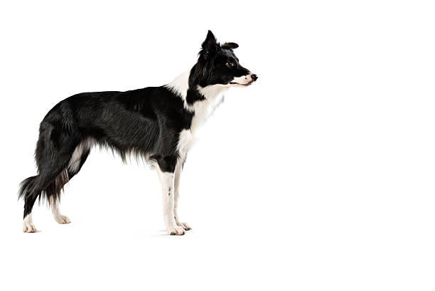 istock Black and white border collie posing stand up 525990209