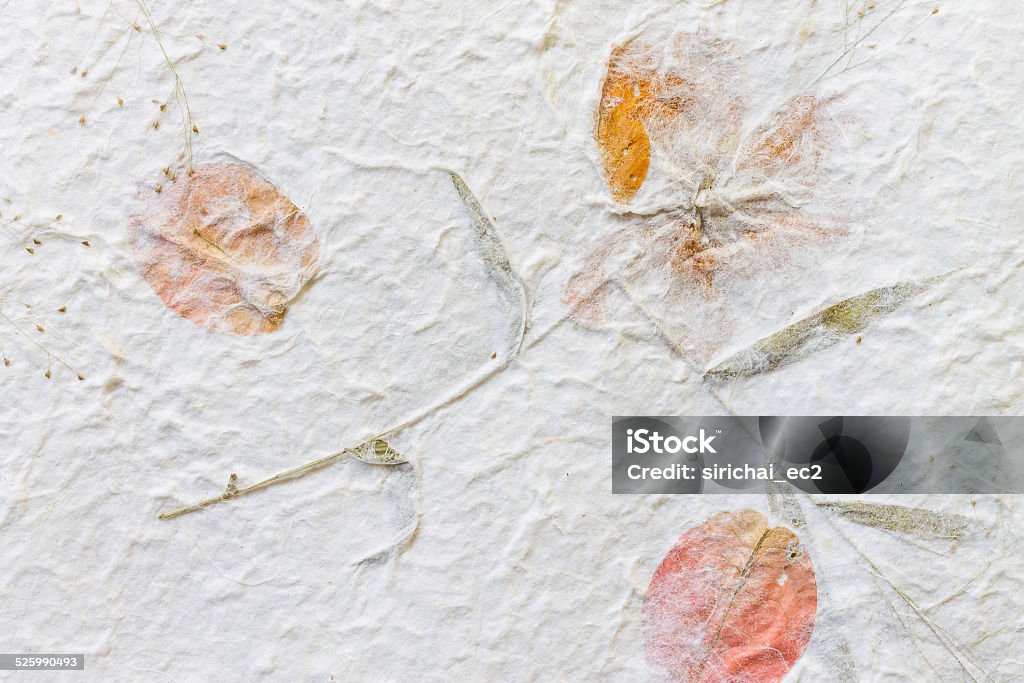 Mulberry paper with dry flower texture background Abstract Stock Photo