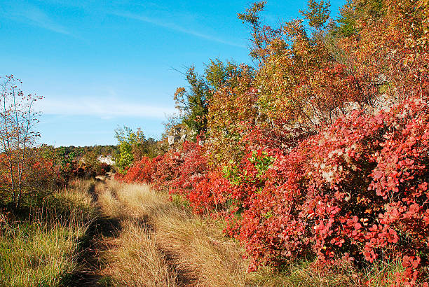 istock Autumn Colours in the Carso 525990819
