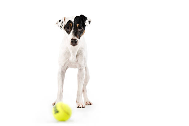 istock Parson terrier with yellow tennis ball 525991057