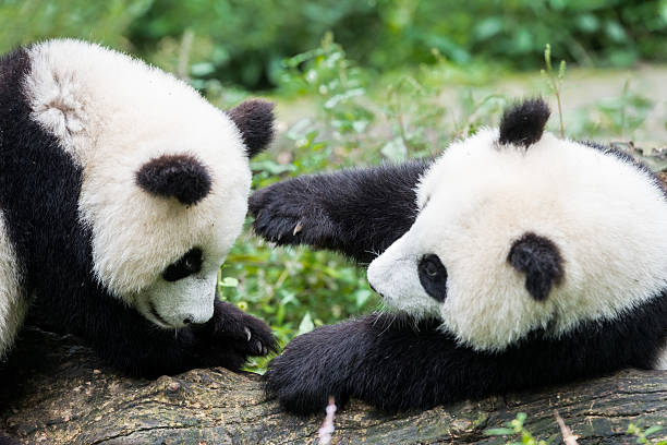 istock two Panda bears cubs playing Sichuan China 525991123