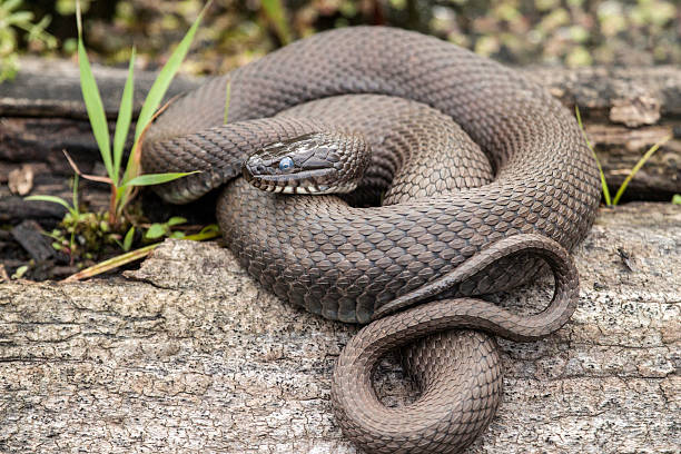 istock Northern Water Snake curled up on a Log in Ohio 525991693