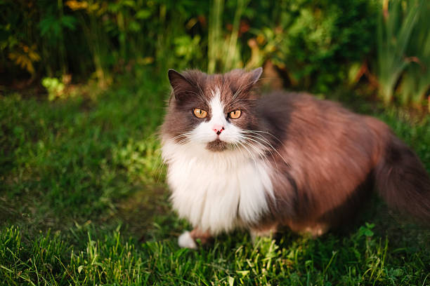 istock cat sitting on a summer floral lawn 525992059