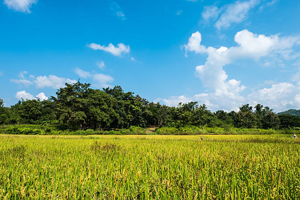 istock Rice grain and background of field and sky. 525992453