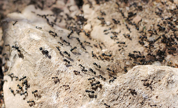 istock invasion of black ants 526017569