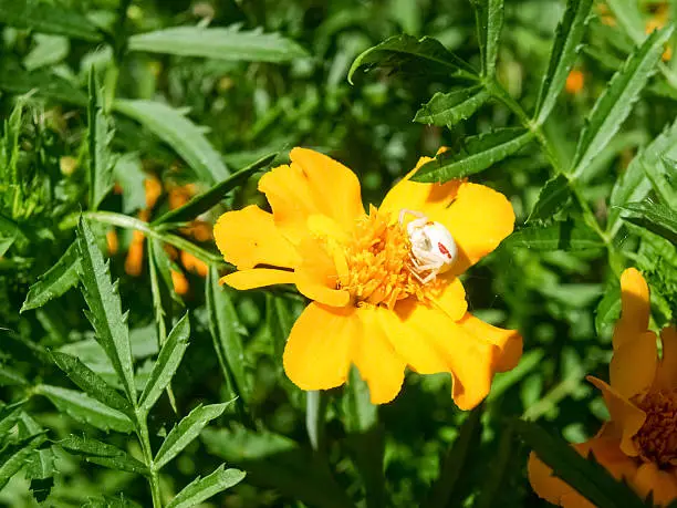 Pianello del Lario, Como - Italy: Spider "Misumena vatia" waits for prey on flower Tagetes