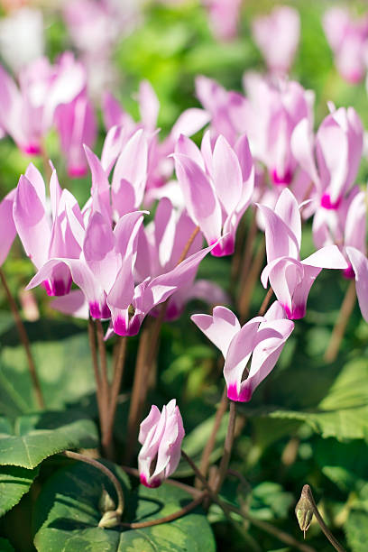istock cyclamen, gentle purple flowers 526018863