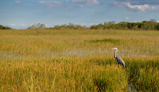 Vastness of Swamp Lands with a Great Blue Heron Standing to the Side enjoying the territory.