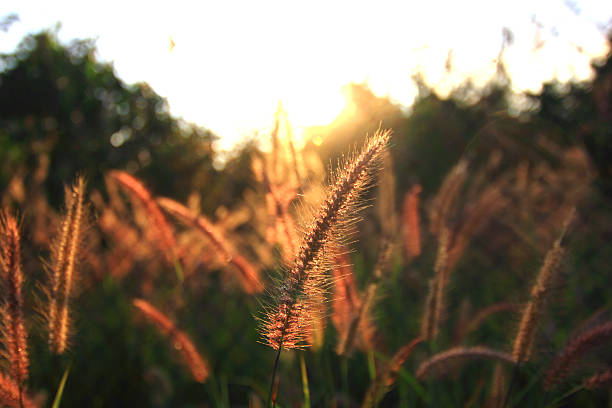 istock Flowers at sunrise A new day 526019587