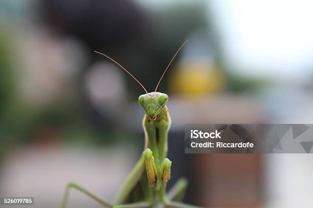 Praying Mantis Stock Photo - Download Image Now - Animal, Animal Wildlife, Animals Hunting