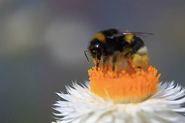 the big fluffy bumblebee collects nectar from a white sukhotsvet