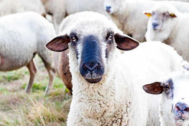 istock Closeup white sheep looking at you 526020387