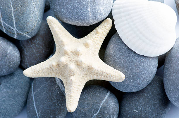 istock Natural spa elements- seashell with starshell and stones on whit 526021623