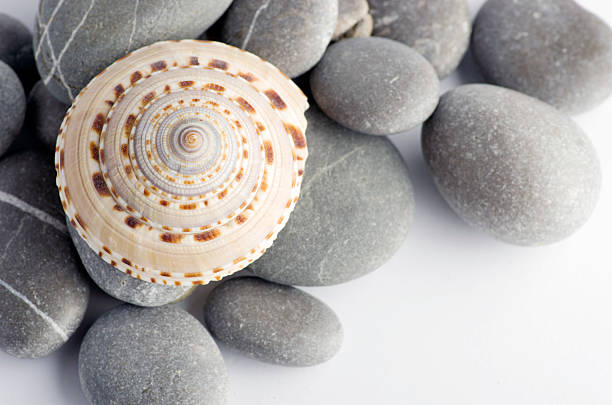 Mollusk shells. Seashells background. Texture of seashells, close up.