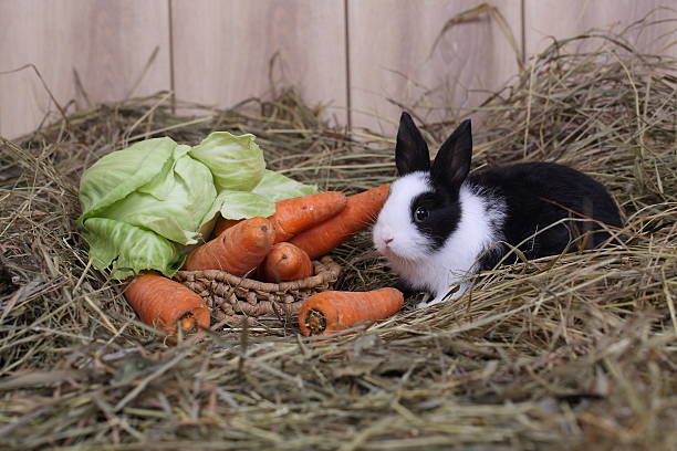 istock rabbit sits near to  carrots and cabbage 526021811