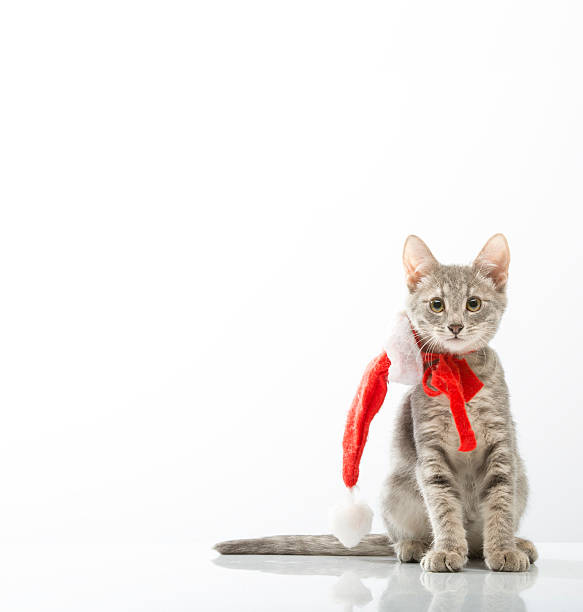 istock Cat in  bell of Santa Claus 526021863