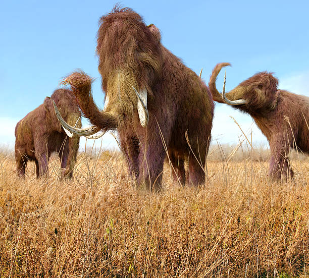 Woolly Mammoths Grazing In Grassland An illustration of a group of Woolly Mammoths feeding on wild grass in an ice age grassland during an autumn feast...The woolly mammoth (Mammuthus primigenius) was a species of mammoth, the common name for the extinct elephant genus Mammuthus. The woolly mammoth was one of the last in a line of mammoth species, beginning with Mammuthus subplanifrons in the early Pliocene. M. primigenius diverged from the steppe mammoth, M. trogontherii, about 200,000 years ago in eastern Asia. Its closest extant relative is the Asian elephant..(Definition source tar stock pictures, royalty-free photos & images