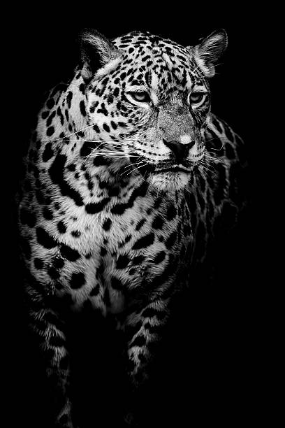 istock close up Jaguar Portrait 526022463