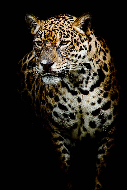 istock close up Jaguar Portrait 526022491