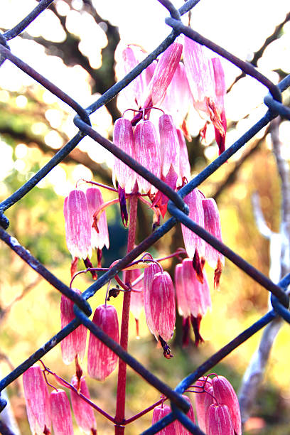 istock Beautiful Flowers at sunrise 526022799