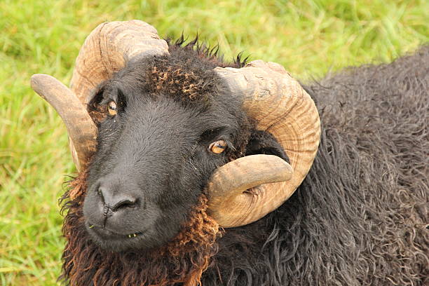 istock Portrait of Black ram 526023135