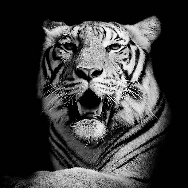 istock Tiger, portrait of a bengal tiger. 526023331