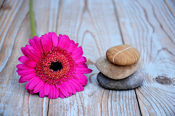 istock Pink Gerber with Zen stones on a wooden background 526023341