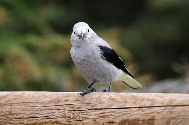 Clark's nutcracker stock photo