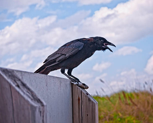 Crow Scavenging Food Crow scavenging a bait fish at a beach in Florida, USA. fish crow stock pictures, royalty-free photos & images