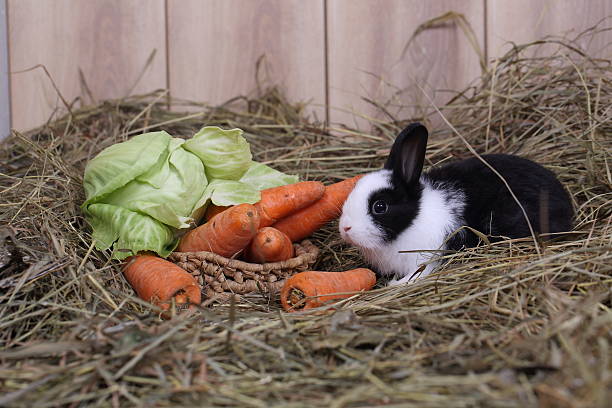istock rabbit sits near to  carrots and cabbage 526035139