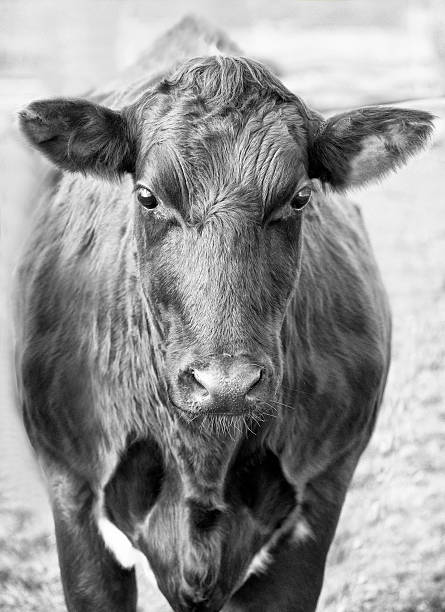istock Front portrait of a cow in black and white. 526036145