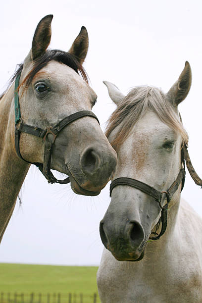 istock Arabian horses are together in pasture 526036445