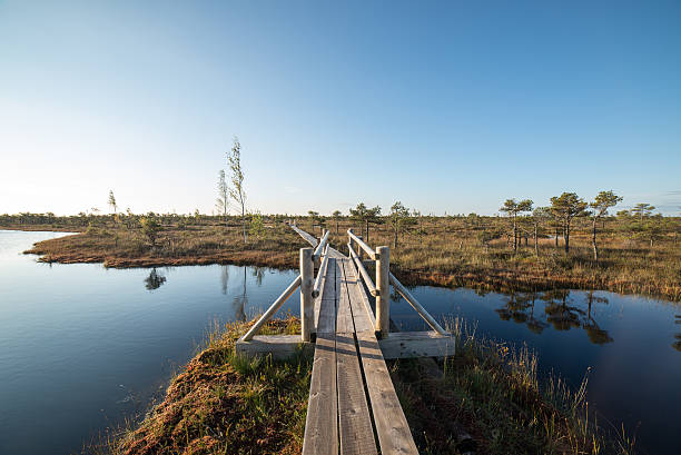 istock wooden footpath on the bog 526037549