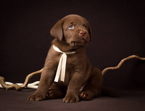 istock Chocolate labrador puppy sitting on a brown background 526037895
