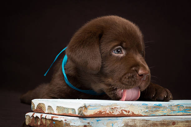 istock Chocolate labrador puppy lying on the colored boards. Brown background. 526037899